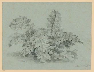 Plante d