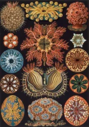 Ascidiae, planche 85 de `Kunstformen der Natur`