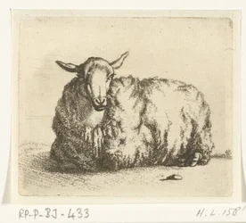 Mouton couché de face