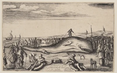 Cachalot échoué à Noordwijk
