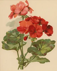 Géranium (chromolitho)