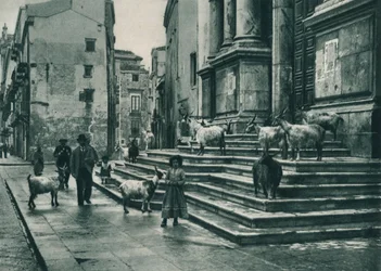 Chèvres sur les marches de la cathédrale, Palerme, Sicile, Italie