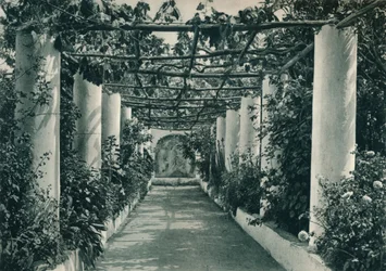 Pergola dans un vignoble, Capri, Italie, 1927