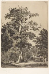 Chêne ancien dans le Bois de Boulogne