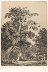 Chêne ancien dans le Bois de Boulogne
