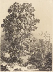 Bois de hêtres