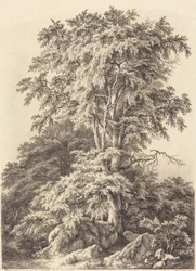 Bosquet de hêtres, 1840