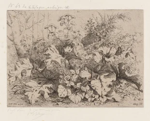 Bardane en fleur, 1858