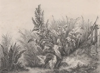Grande plante de bardane, 1840