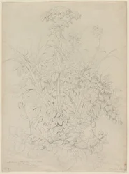 Étude de plante