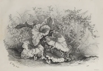 Étude de plantes du groupe de diverses plantes dessinées et lithographiées d