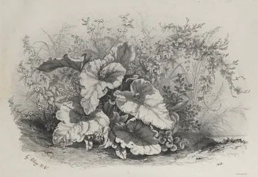 Étude de plantes du groupe de diverses plantes dessinées et lithographiées d