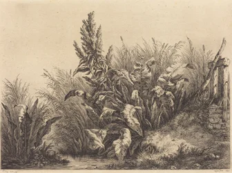 Rumex hydrolapathum