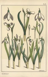 Illustration botanique d