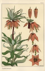 Illustration botanique de la fleur impériale, Fritillaria imperialis