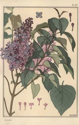 Étude botanique de lilas