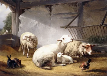 Moutons, lapins et poulet dans une grange