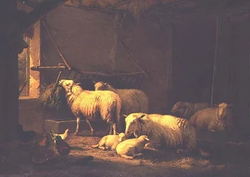Moutons et volailles dans une grange