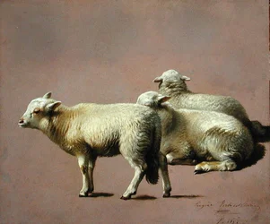 Étude de moutons