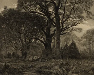 Forêt de Fontainbleau