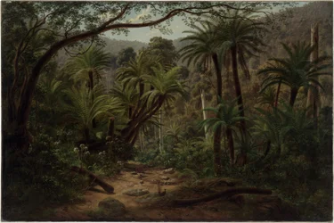 Ferntree Gully dans les Dandenong Ranges