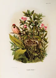 Illustration de l
