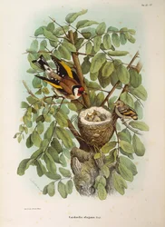 Illustration de l
