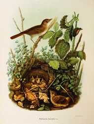 Illustration de "Histoire naturelle des oiseaux qui nichent en Lombardie" d
