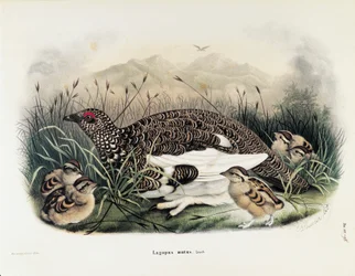 Illustration de "Histoire naturelle des oiseaux qui nichent en Lombardie" d