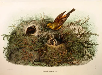Illustration de "Histoire naturelle des oiseaux qui nichent en Lombardie" d