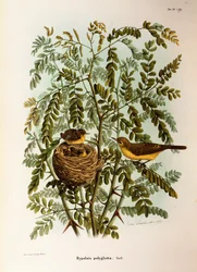 Illustration de "Histoire naturelle des oiseaux qui nichent en Lombardie" d