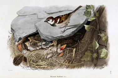 Représentation du moineau cisalpin (Passer domesticus italiae ou moineau italien)
