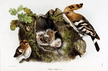 Représentation de la Huppe fasciée (Upupa epops) (Chromolithographie)