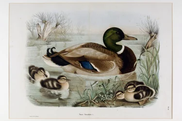 Représentation du Canard Colvert (Anas platyrhynchos), ou colvert (Canard sauvage) (Chromolithographie)