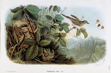Représentation du poulet véloce (Phyllopneuste rufa) (Pouillot véloce) (Chromolithographie)