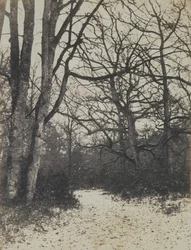 Forêt de Fontainebleau