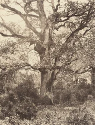 Près du Bodmer