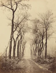 Route et arbres avec givre, 1860 (photo)