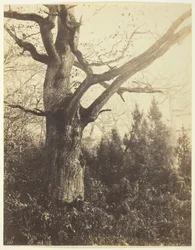 Sans titre [arbre], vers 1860
