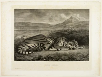 Tigre du Bengale