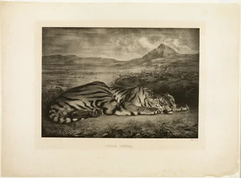 Tigre du Bengale