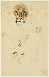 Têtes et pattes de lions