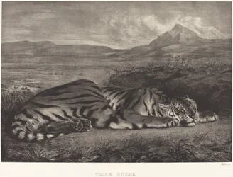 Tigre royal