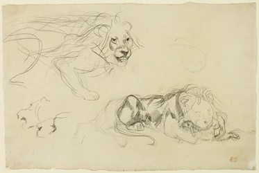 Études de lions