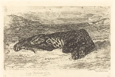 Tigre couché dans le désert