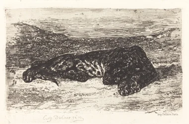 Tigre dormant dans le désert