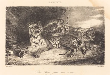 Jeune tigre jouant avec sa mère