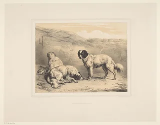 Trois chiens (Études d