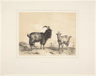 Deux chèvres