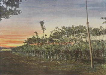 Vanillerie Sous Les Acacias